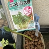 メダカを飼って54週目「藻類に覆われたろ過器の掃除をした」ハナシ〈mata.〉