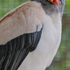 【KING VULTURE】