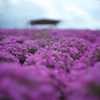 芝桜の撮り比べ