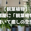 【観葉植物】お部屋に「観葉植物」を置いて癒しの空間に