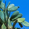 メキシコ🇲🇽ではサボテンを食べるんです👍