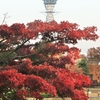 赤に染まる天王寺公園