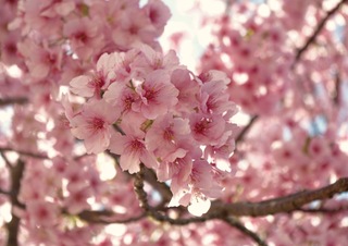 サフィール踊り子で早咲きの河津桜まつりへ
