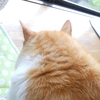 だいだい猫と歩こう