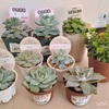 【気になる多肉植物】今年最初の仲間たち