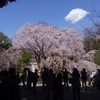 #六義園の桜