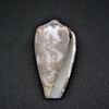 和歌山の貝　ヒメメノウイモ（Conus monachus,1758）