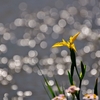 川面に映える花