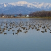 宮島沼（北海道美唄）