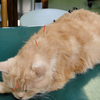 猫の鍼灸治療！効果や注意事項は？