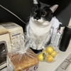 台所に佇む、白黒🐼猫ちゃん。