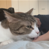 娘と仲良くなりたいきなこもちあんころもち特集7