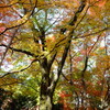 常寂光寺の紅葉 2013