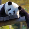 目の下のクマ！副腎疲労か？
