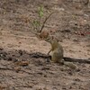 ヤブリス(Tree Squirrel)など