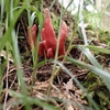 カエンタケ🍄にドクツルタケ🍄‥危険な毒キノコが増えています！(◎_◎;) 気をつけてくださいね🚨