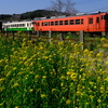 菜の花に囲まれた里見駅を発車する、タラコ色と東北地域本社色のキハ40を撮る！(小湊鐵道撮影編)