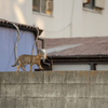 近隣繁華街のねこさん