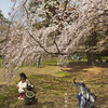 京都御苑近衛邸跡の糸桜