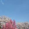 壷阪寺 桜大仏 夜桜 ライトアップ ２０２２年 期間は？