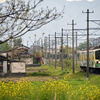 近江鉄道 2025　4/28-29