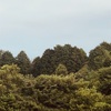 今朝の景色