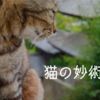 猫の妙術