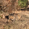 猫の恋の巻