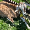 帰りの寄り道「彩の国ふれあい牧場」とはまぐりラーメン「幻のタンポポ」
