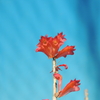 Dendrobium faciferum ' Mao' CHM/JOGA
