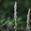 里山の花