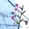 赤坂サカスの河津桜が開花　都心にも春の足音