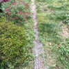 草で線路が埋もれている