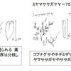 コブナグサとアシボソのこと（２０１７、１０、２１訂正）