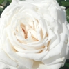 ～薔薇の微笑み～バラ便り（12）