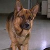 レックス～ウィーン警察シェパード犬刑事～Kommissar REX☆S2-11