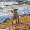 野犬の母犬シロちゃんの捕獲作戦