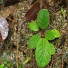 Homalomena sp from Padangsidempuan【AZ1123-19】