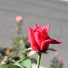 ４番花の盛期