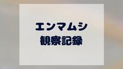 エンマムシ類｜昆虫綱 コウチュウ目 エンマムシ科