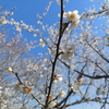 まだ梅のシーズンが続く