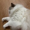 今夜も元気に追いかけっこ。久しぶりにお魚おもちゃで遊んだふくちゃん。