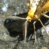 【虫編】奈良公園で見つけた昆虫類・爬虫類・鳥類の生き物たち