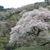 桜を見に行きたい