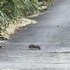 ネズミ　硫黄島