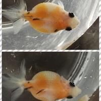 ぷりちゃんのお尻に水泡が うちの金魚 ほぼ闘病記