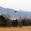 渡良瀬遊水地を飛ぶチュウヒ