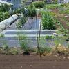 実家の畑で農作業