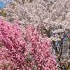 神奈川県 横須賀 衣笠山公園 桜祭りは？ 開花予想日 2020年は？ 