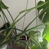 モンステラの葉っぱ2枚